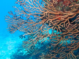 Gorgonian Coral IMG 9148